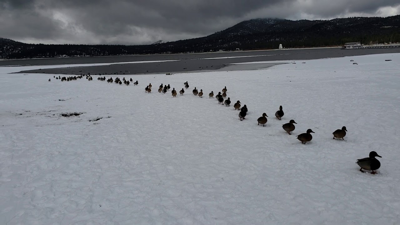 Ducks walking in a line at Big Bear lake 🐻