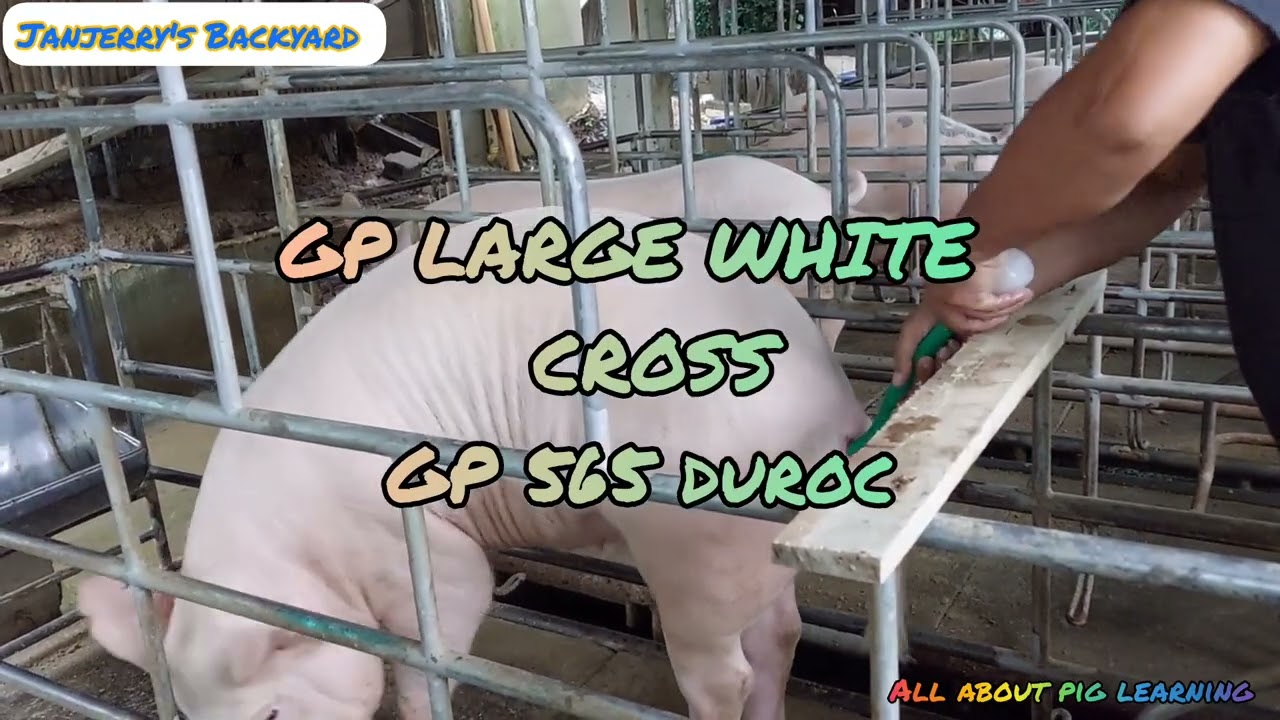 4th Gilt Fiona... cross GP duroc