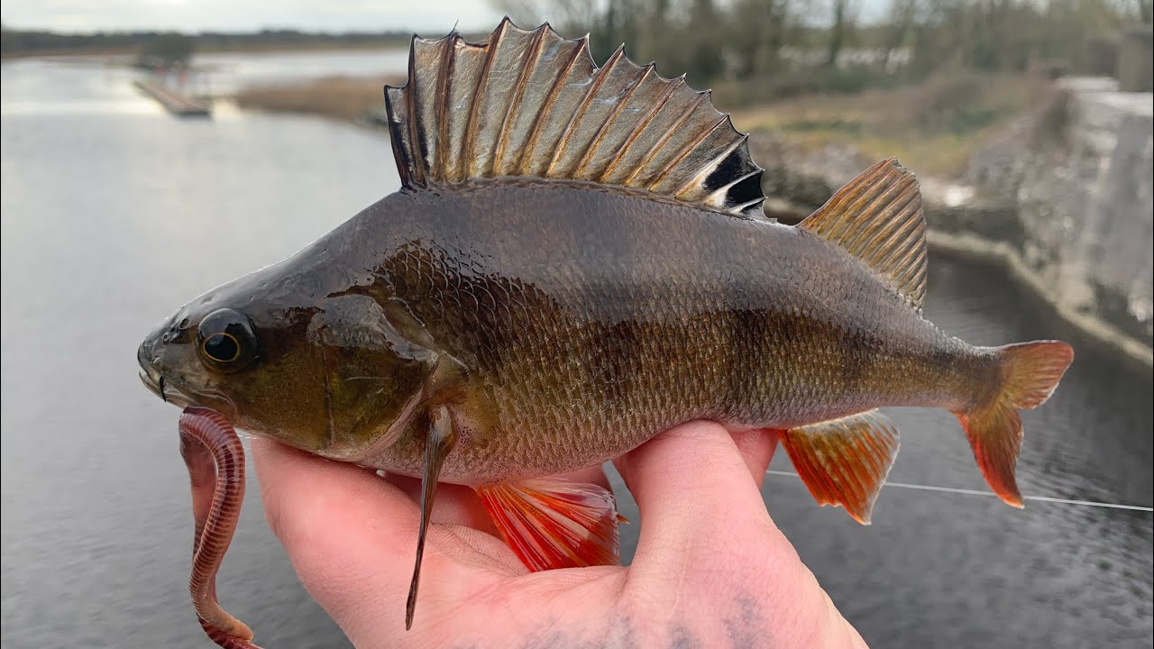 Dropshotting with WORMS for Perch!