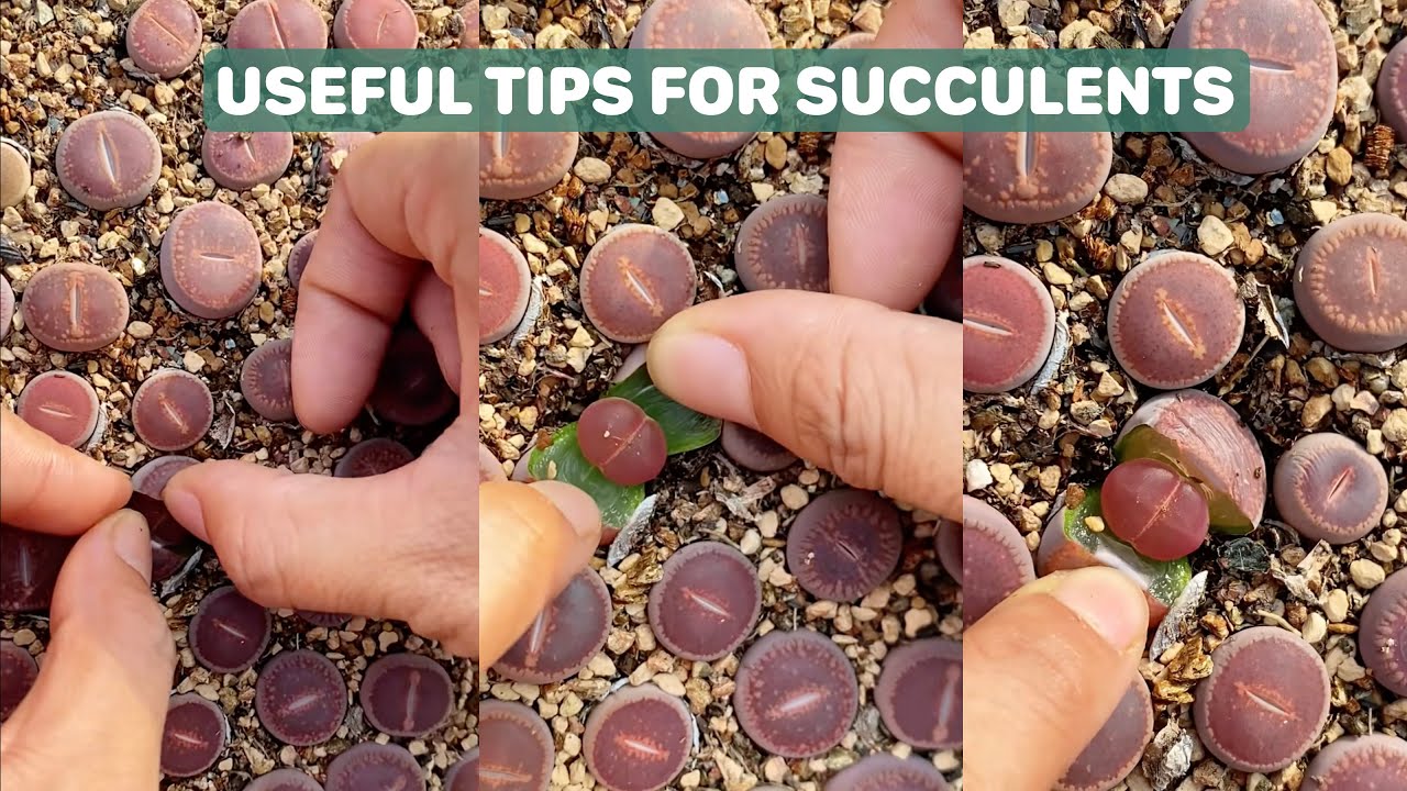 Useful Tips for Lithops Succulents - Mẹo chăm sóc sen đá | 多肉植物| 다육이들 | Suculentas