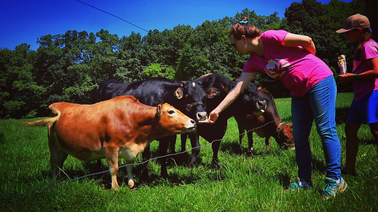 INCREDIBLY SMALL COWS (we just picked up one)