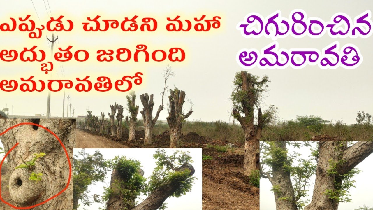 చిగురించిన అమరావతి