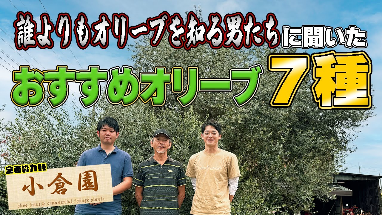【120種から厳選】日本屈指のオリーブ生産者さんオススメの「神」オリーブ7種！