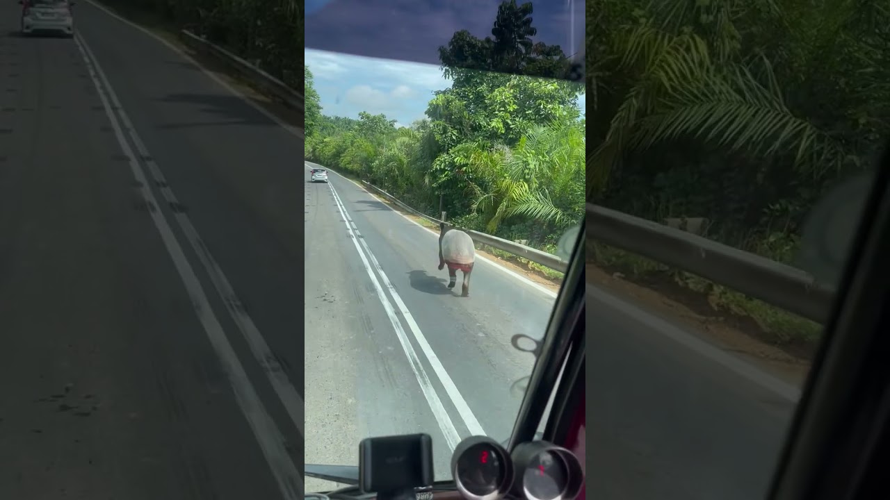 Wild Tapir Encounter On Malaysian Road