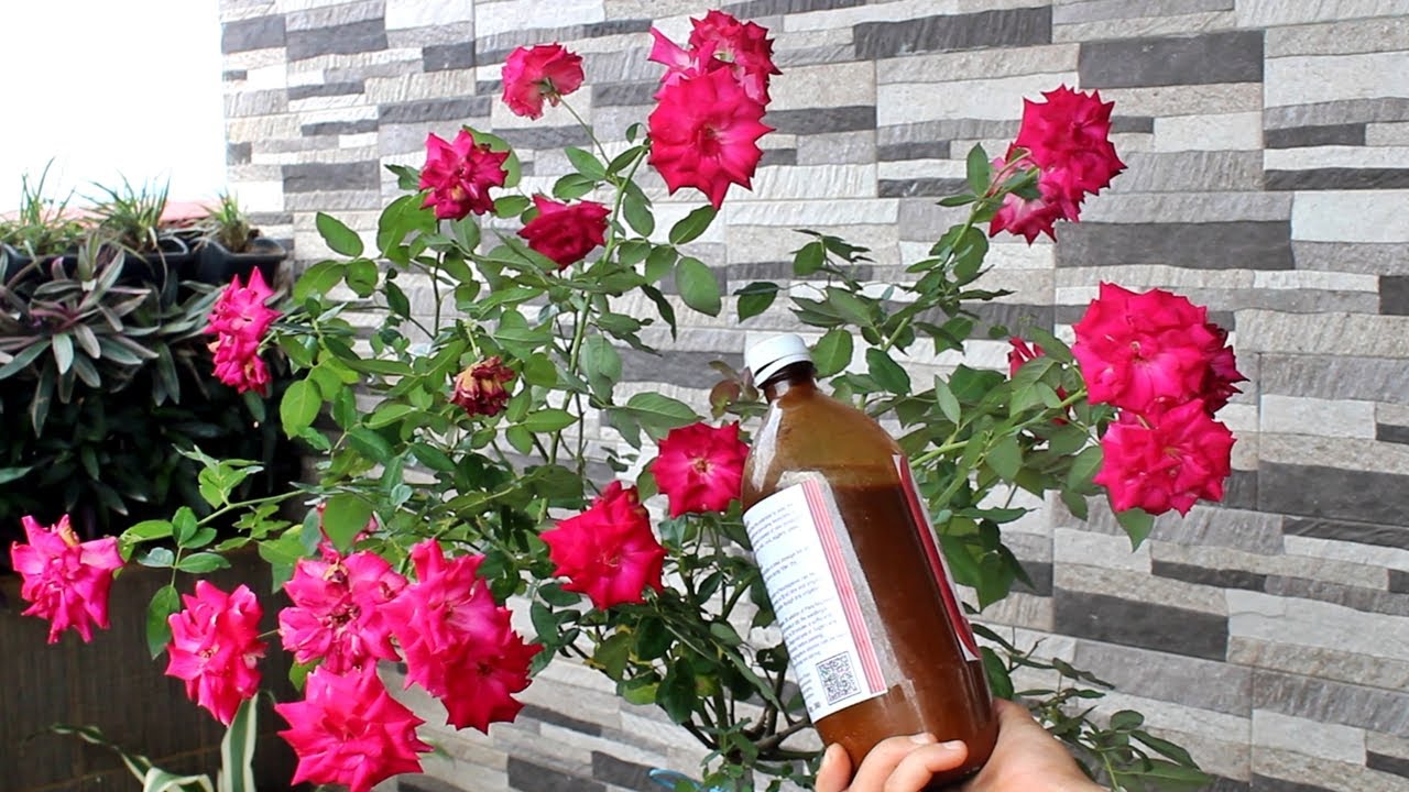 Miracle SUMMER Fertilizer for ROSE Plant | 100% BEST Flower Boosting Fertilizer for Rose Plants