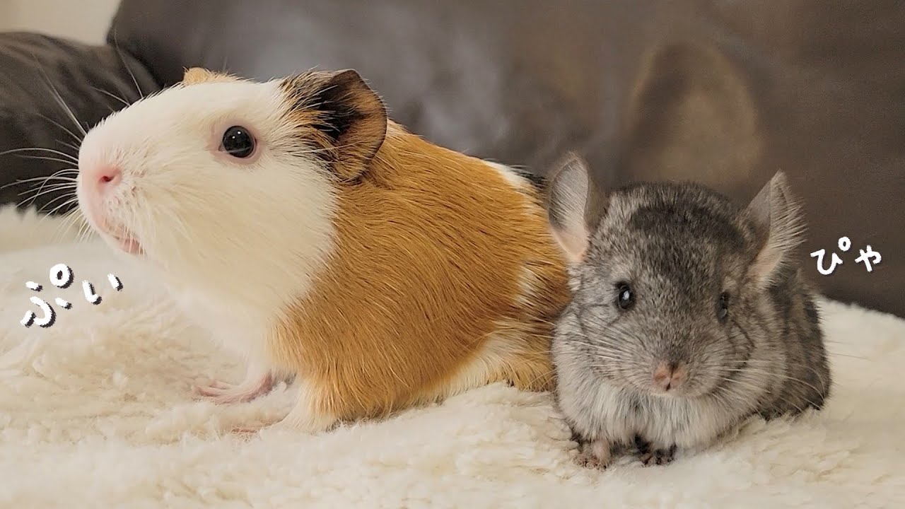 人見知りなチンチラ赤ちゃんがモルモットには心を許す