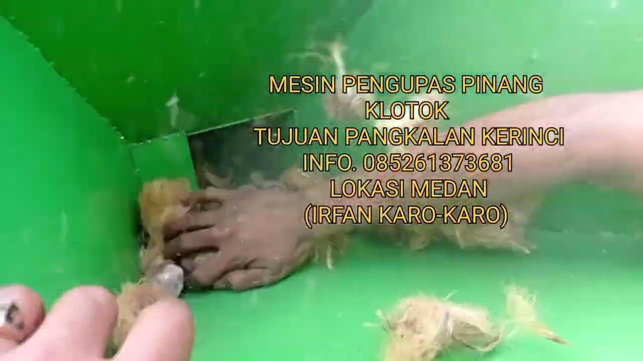 MESIN PENGUPAS PINANG KLOTOK KERING TUJUAN PANGKALAN KERINCI. 085261373681 MEDAN