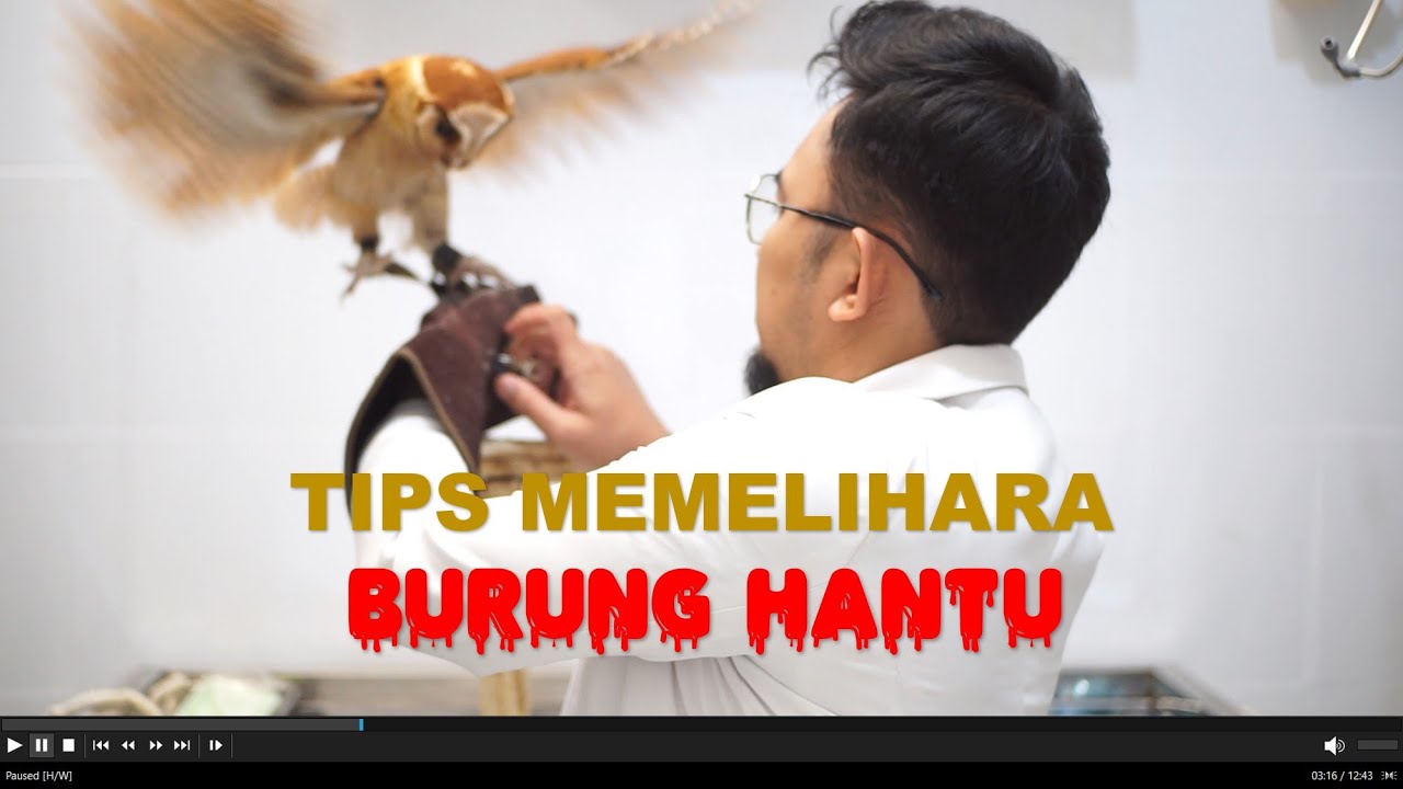 Tips Memelihara Burung Hantu