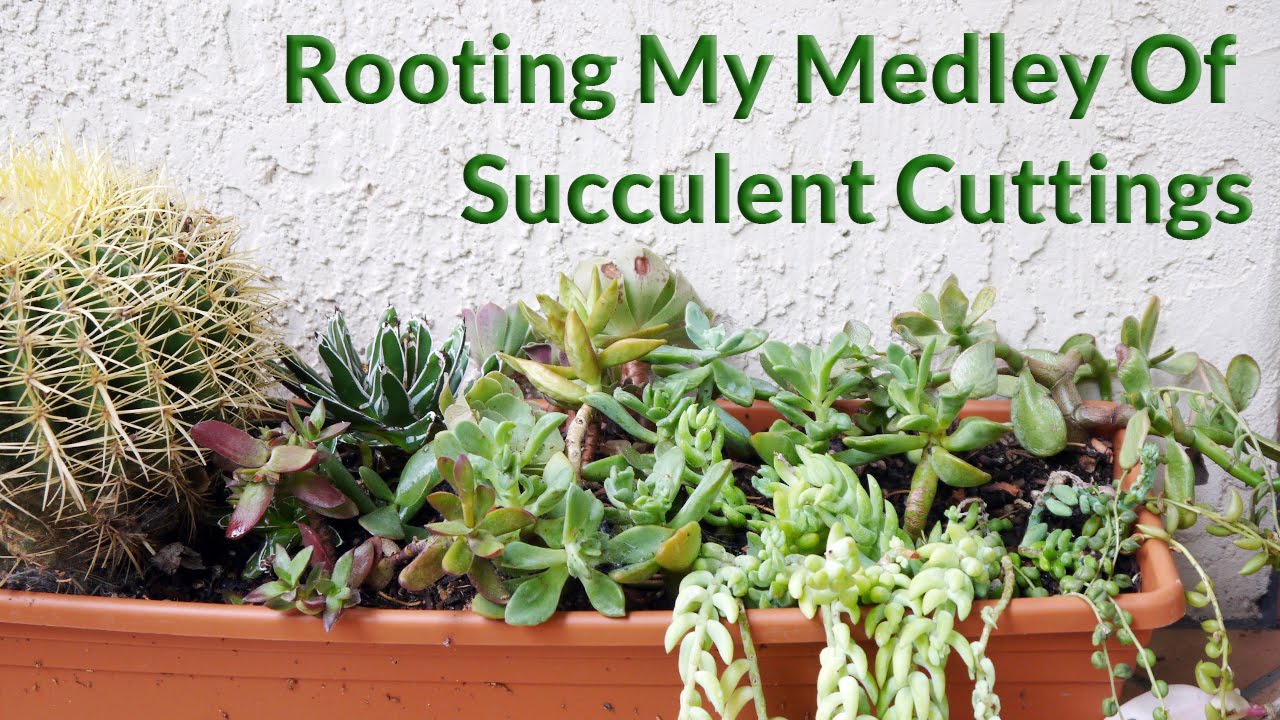 Rooting My Medley Of Succulent Cuttings / Joy Us Garden