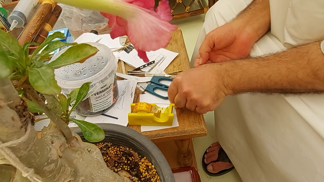 يعقوب الجليجل _ تطريقة تلقيح و تطعيم ازهار الادينيوم / العدنة