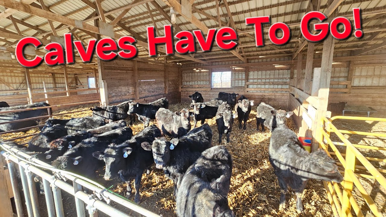 Extreme Drought, Feed Shortage, Selling Cattle!