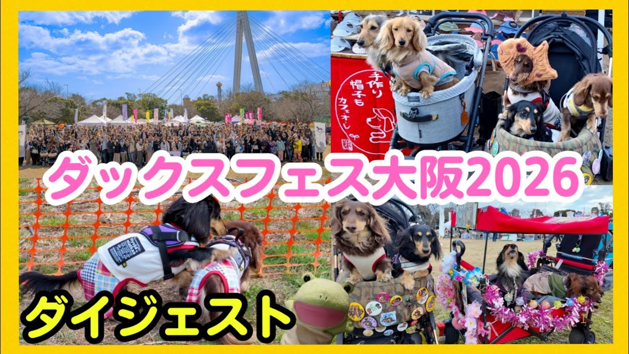 ダックスフェス大阪2026spring！ ダックスが大集合した1日【ダイジェスト】
