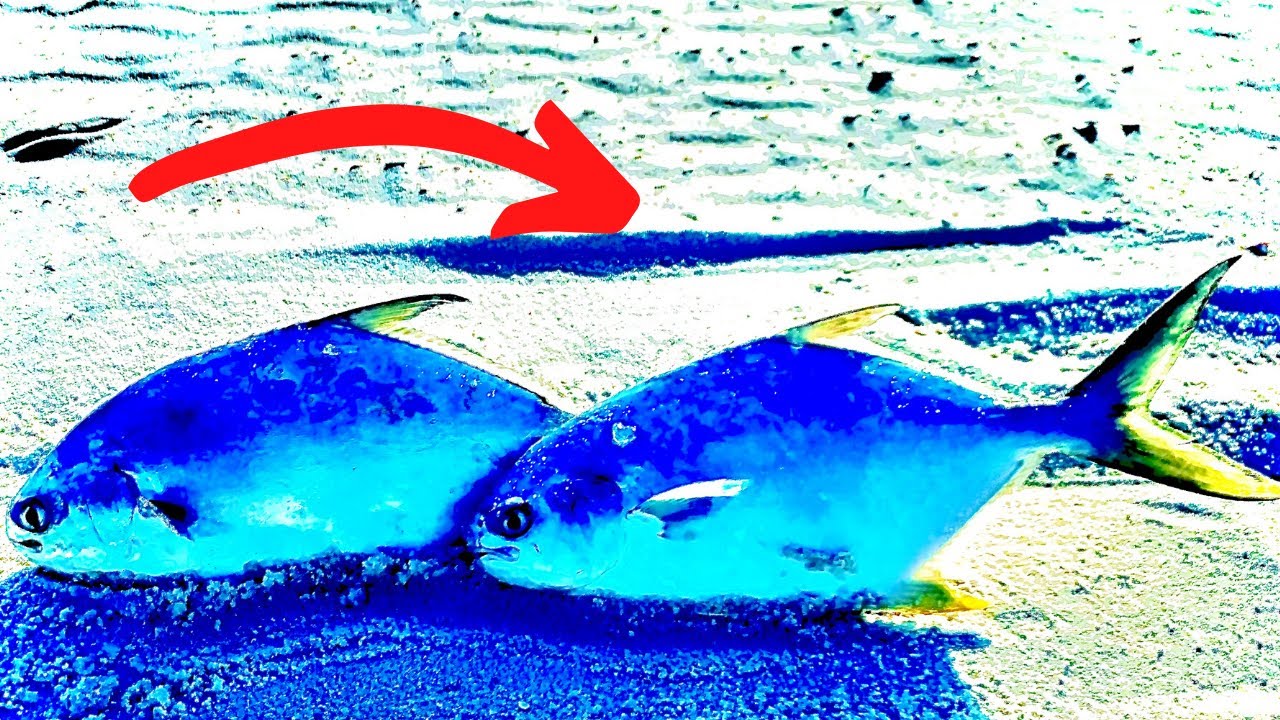 EARLY SPRING POMPANO RUN! SURF FISHING ORANGE BEACH, AL