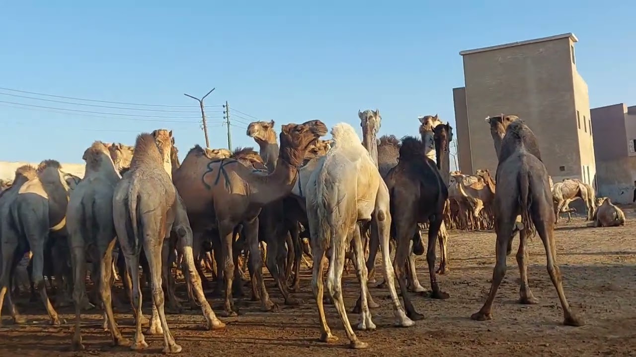 ملتقى عشاق الإبل سوق برقاش #سوق_برقاش #سوق_الجمال #shortfeed
