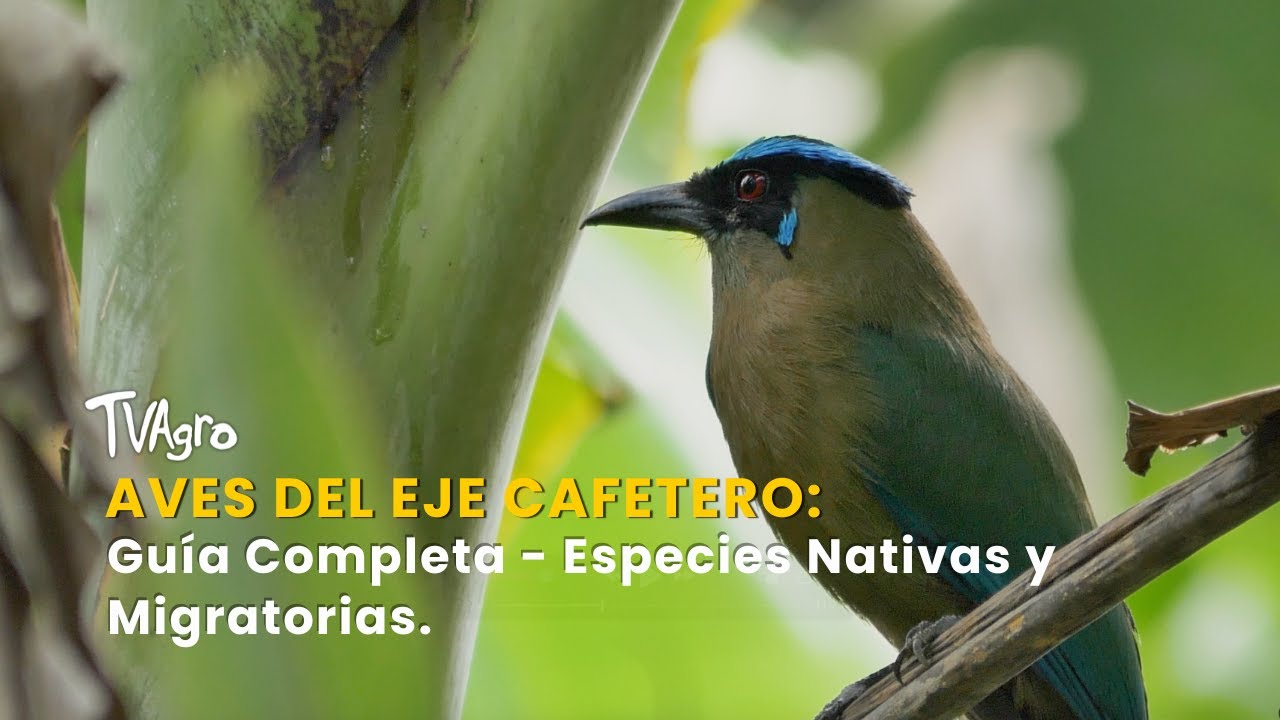 Aves del Eje Cafetero: Guía Completa - Especies Nativas y Migratorias -TvAgro por Juan Gonzalo Angel