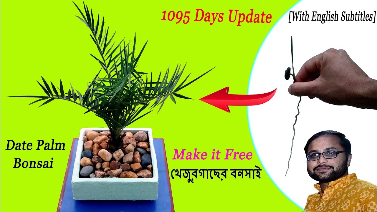 Make Date Palm Bonsai almost free of Cost // দেশী খেজুরগাছের বনসাই / Bonsai making Tutorial / Bonsai