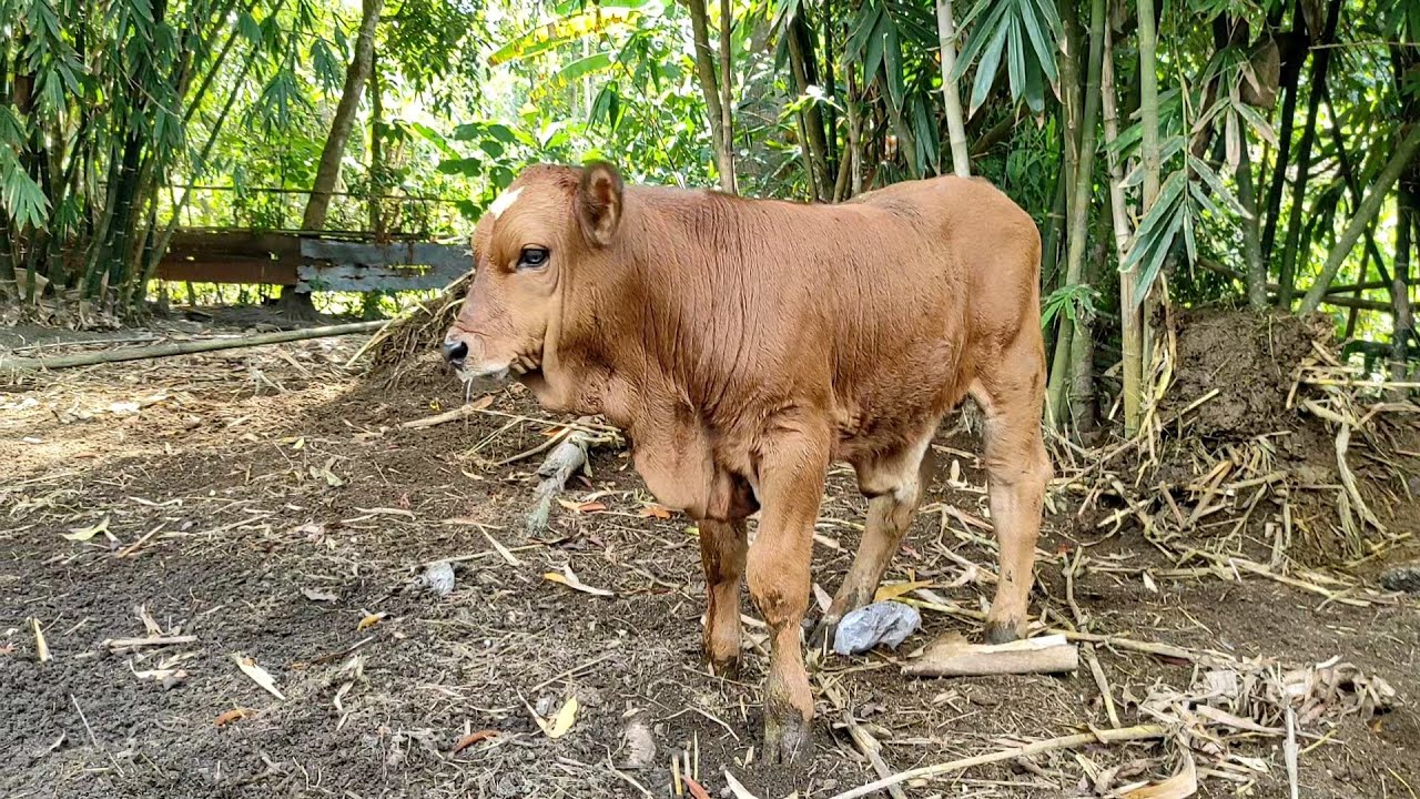 BRAHMAN CROSS SILANG LIMOUSIN
