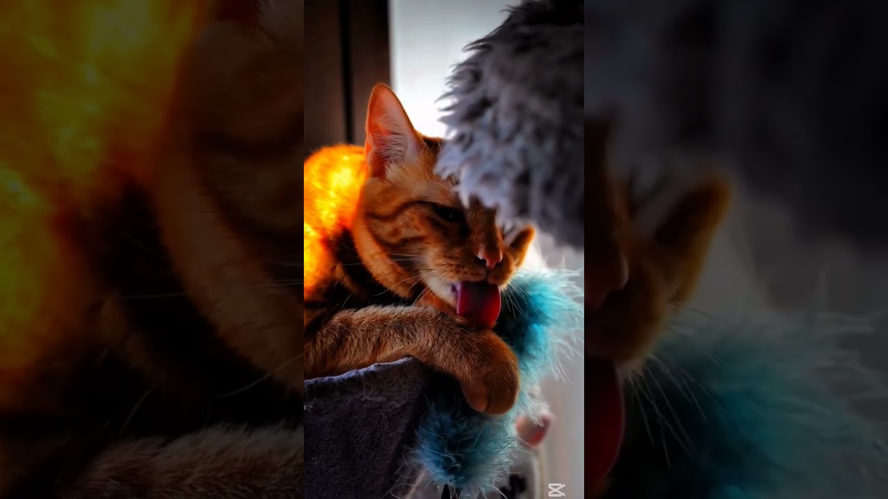 #CatVideos #CuteCats #CatsOfYouTube  #CatLovers #ViralCats  #DailyCatDose #CatsDoingThings #CatLife