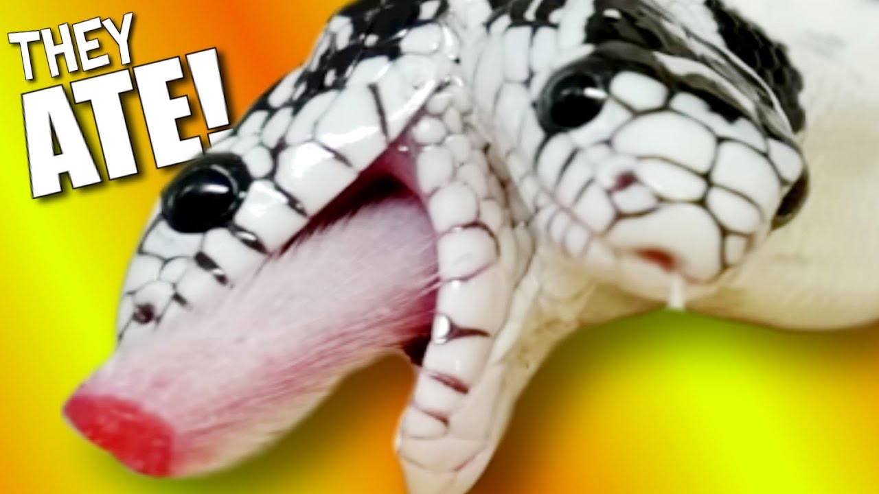 FORCE FED MY TWO HEADED SNAKE TO KEEP THEM ALIVE!! | BRIAN BARCZYK