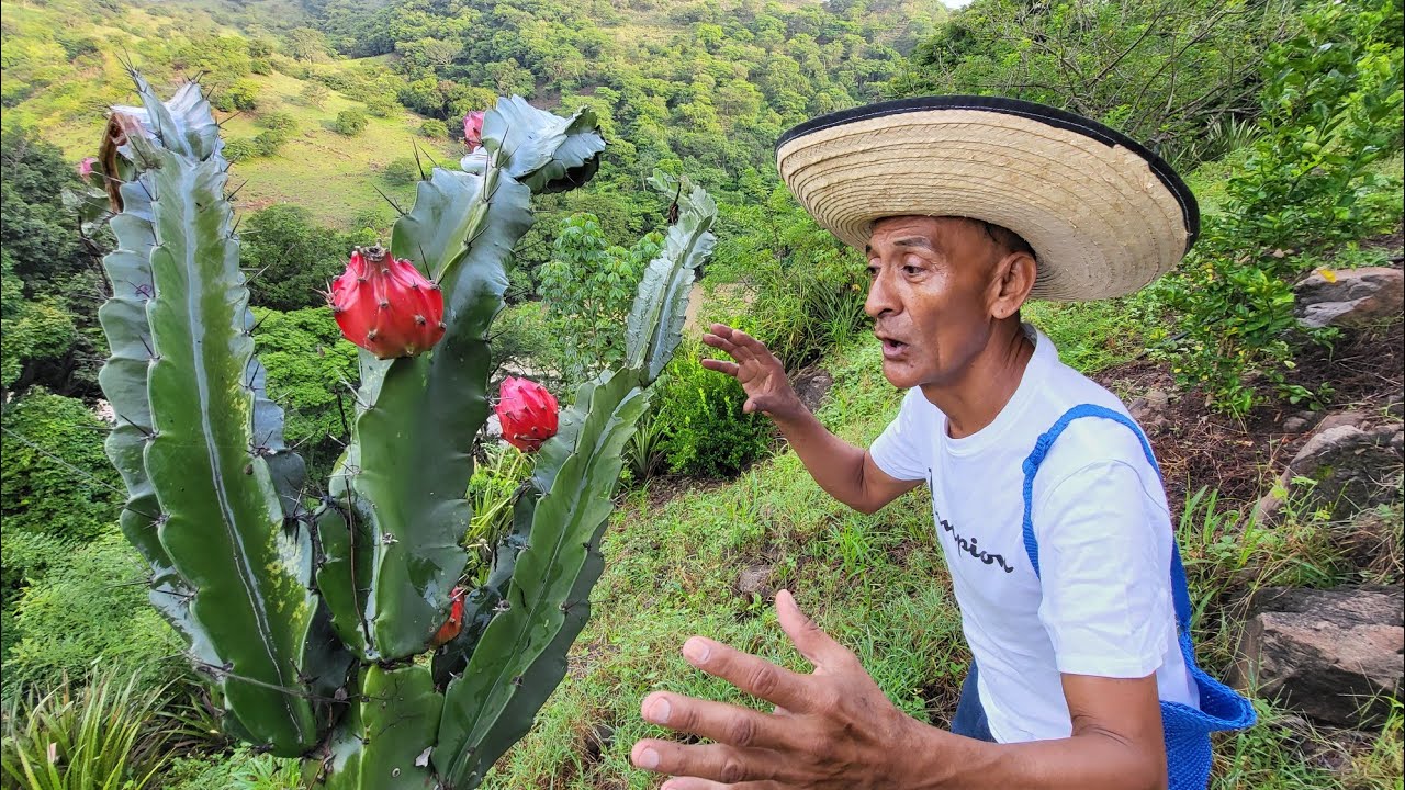 wow que fruta más rica encontró Don jose
