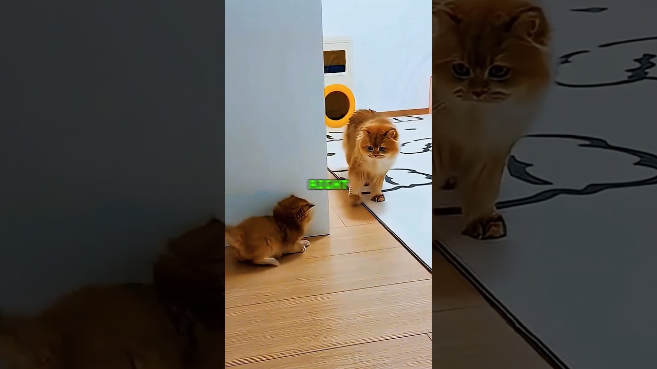 tiny tiger in training 🐯😼 #trending #shortvideo