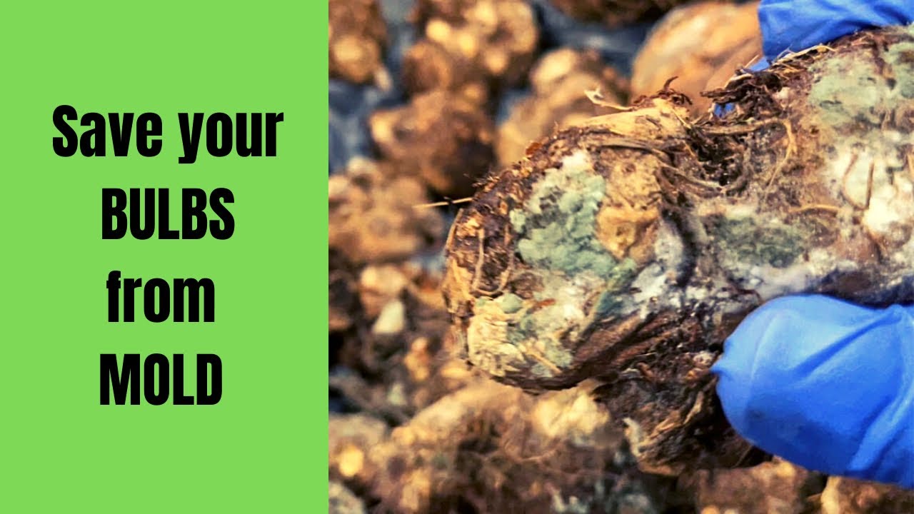 🇨🇦 Save Your Bulbs from Mold/ Bulb Storage Failure|/Nino and Lo 🧑🏾‍🍳👩🏽‍🌾