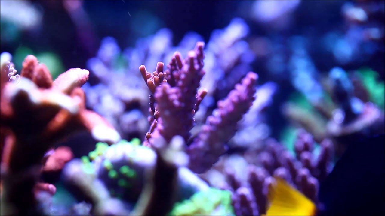 EcoTech Radion XR30w Pro On Gary's SPS Reef Tank