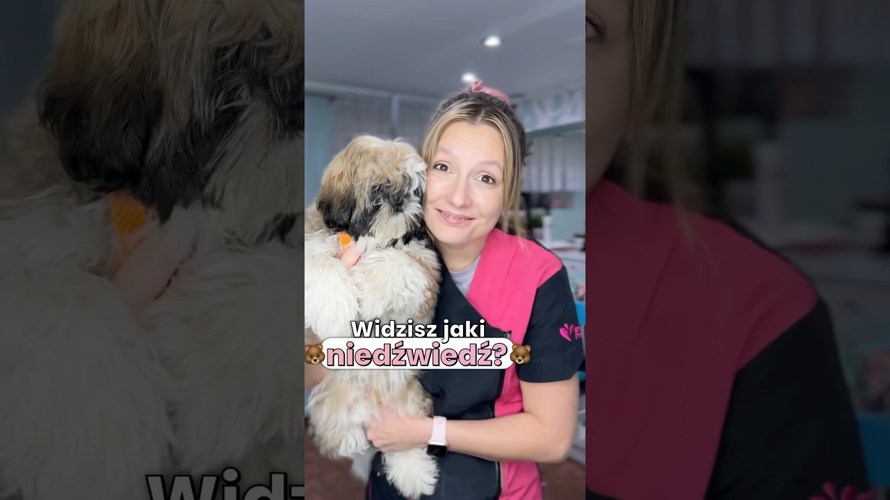Pierwsze strzyżenie Shih tzu 🐶 #shihtzu #puppy #puppies #grooming #groomer #pies #cutedog #dog
