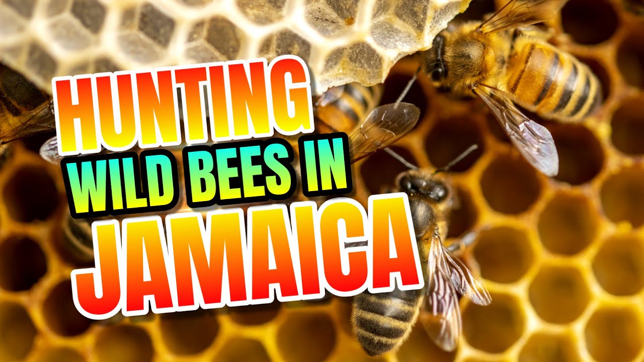 Hunting Wild Bees in Jamaica | Island Beekeeping Adventure