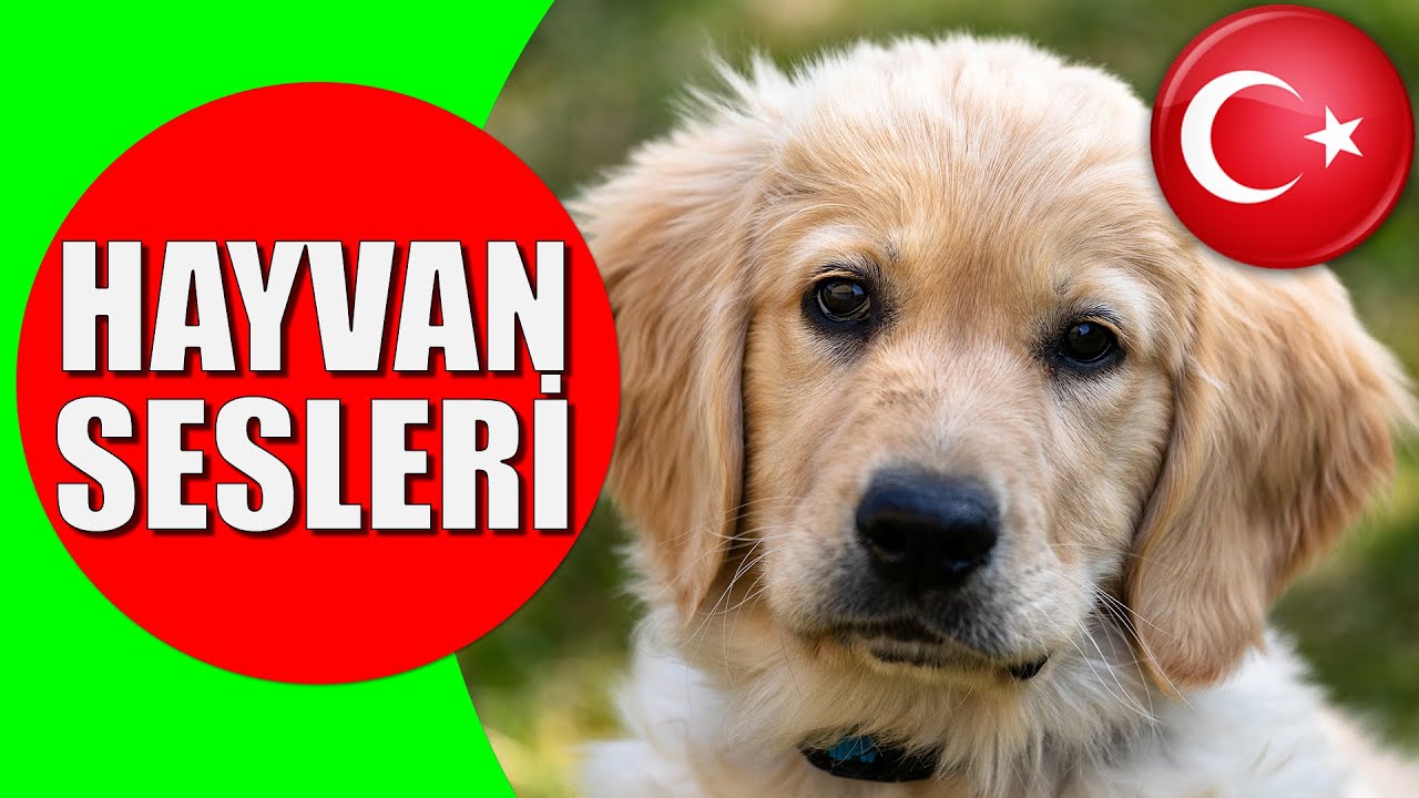 Hayvanlar ve Hayvan Sesleri - Çocuklar ve Bebekler için Türkçe Okul Öncesi Eğitici Video