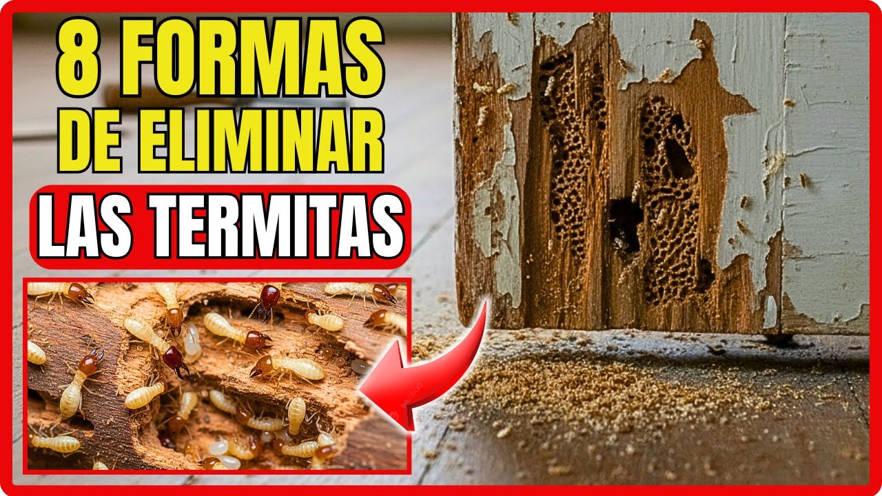 8 FORMAS DE ELIMINAR LAS TERMITAS, comején o polilla QUE SE COMEN LA MADERA | Gio de la Rosa