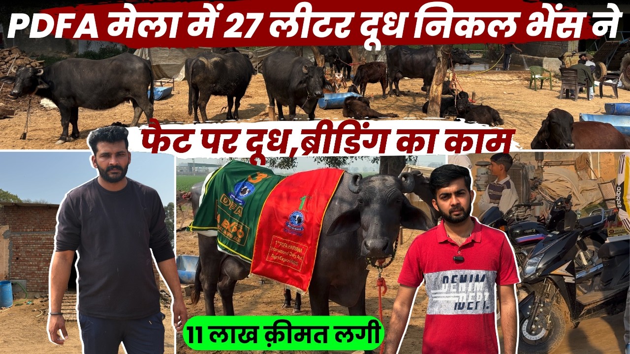 1Murrah भैंस DairyFarm में Lakho कमाई,Murrah Breeding से मोटी कमाई,DairyFarm Business