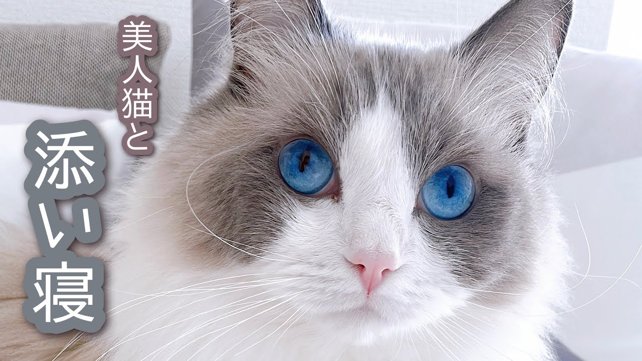 【どあっぷ猫】美人猫と添い寝｜猫が眠りに落ちるまで