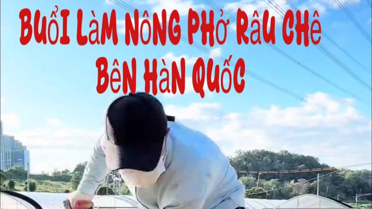 Buổi làm nông phờ râu chê bên Hàn Quốc