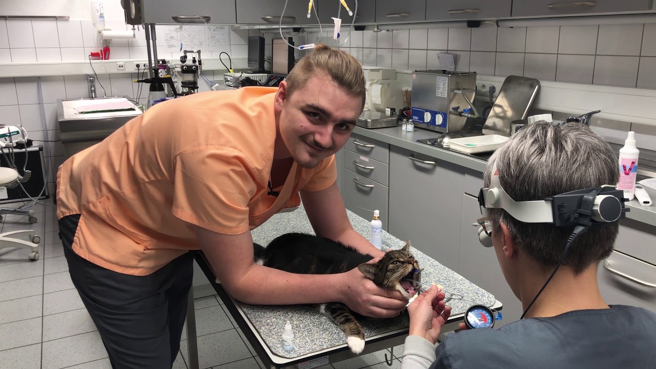 Azubi zur/zum Tiermedizinischen Fachangestellten gesucht