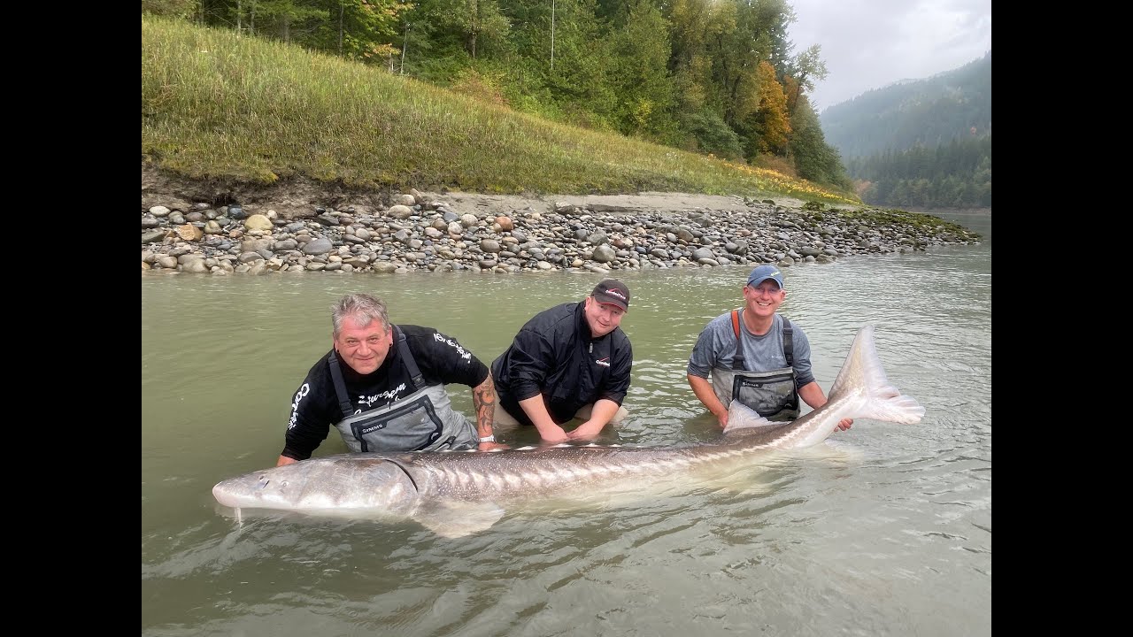 Vissen Canada 302cm steur, visreis Cordes Travel steur en zalmvissen. Sturgeon Fishing Canada 302cm