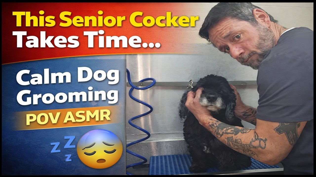 Gentle Grooming for a Senior Cocker Spaniel, a Yorkie, and a Maltese | Dog Grooming POV ASMR