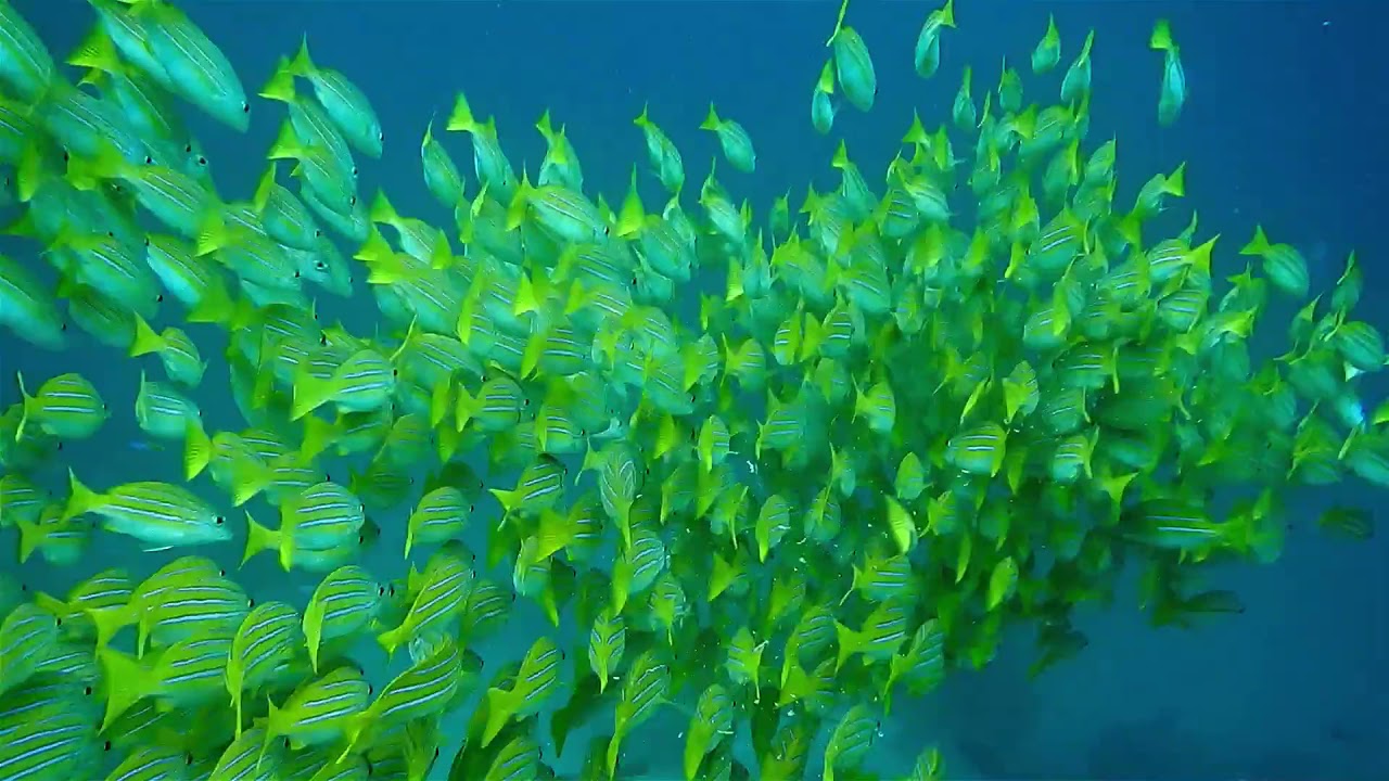 Nice Fish's #shorts#yutubeshortsfeature#ytshortsindia#animals#fish#greenfish#wateranimal