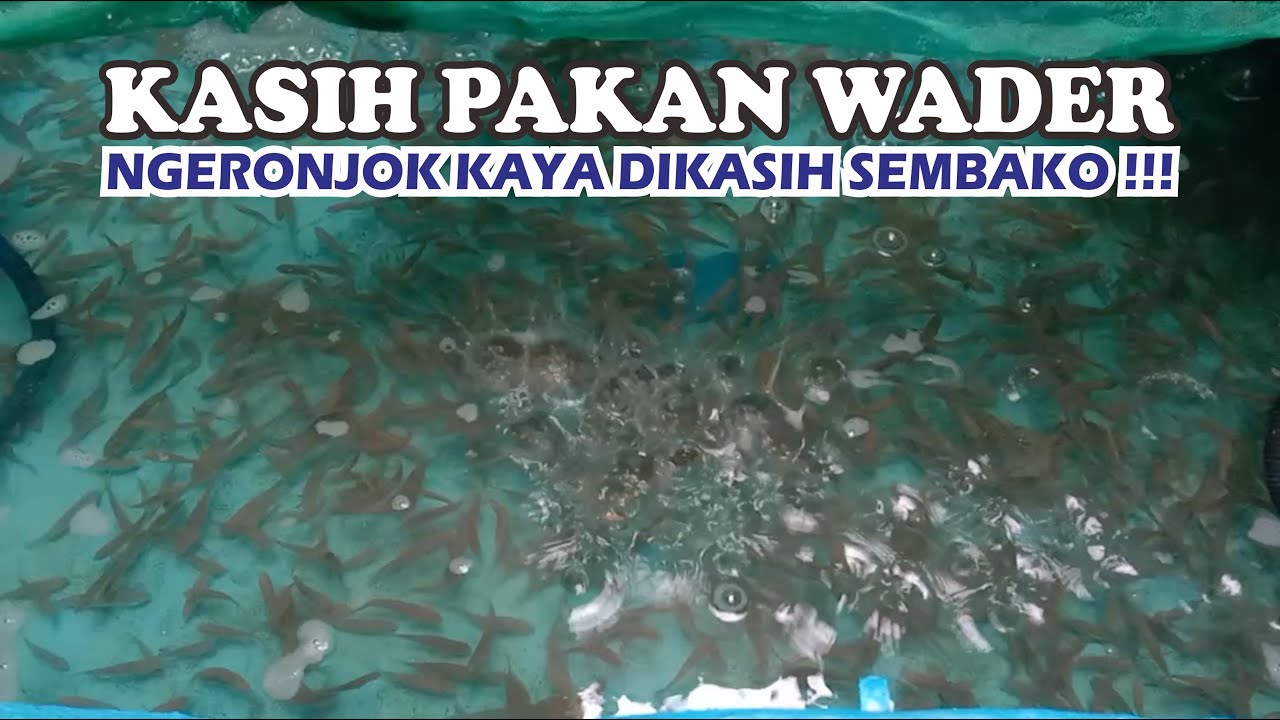 Budidaya ikan wader - Pakan ikan wader