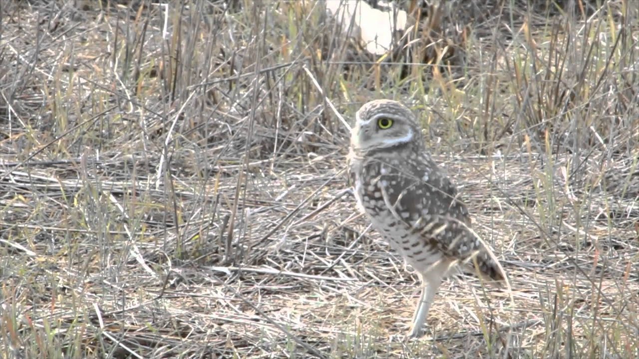 SCVAS Shoreline Park Western Burrowing Owl Habitat Restoration