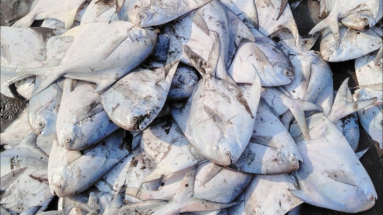 खोल समुद्रात जाऊन केली तारली मच्छीची मासेमारी 🐟#fish #bhardkhol