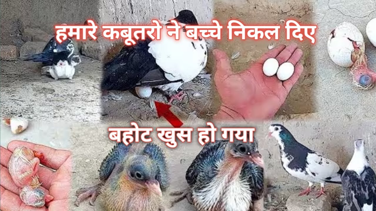 हमारे कबूतरो ने बच्चे निकल दिए/#nadir_birds 