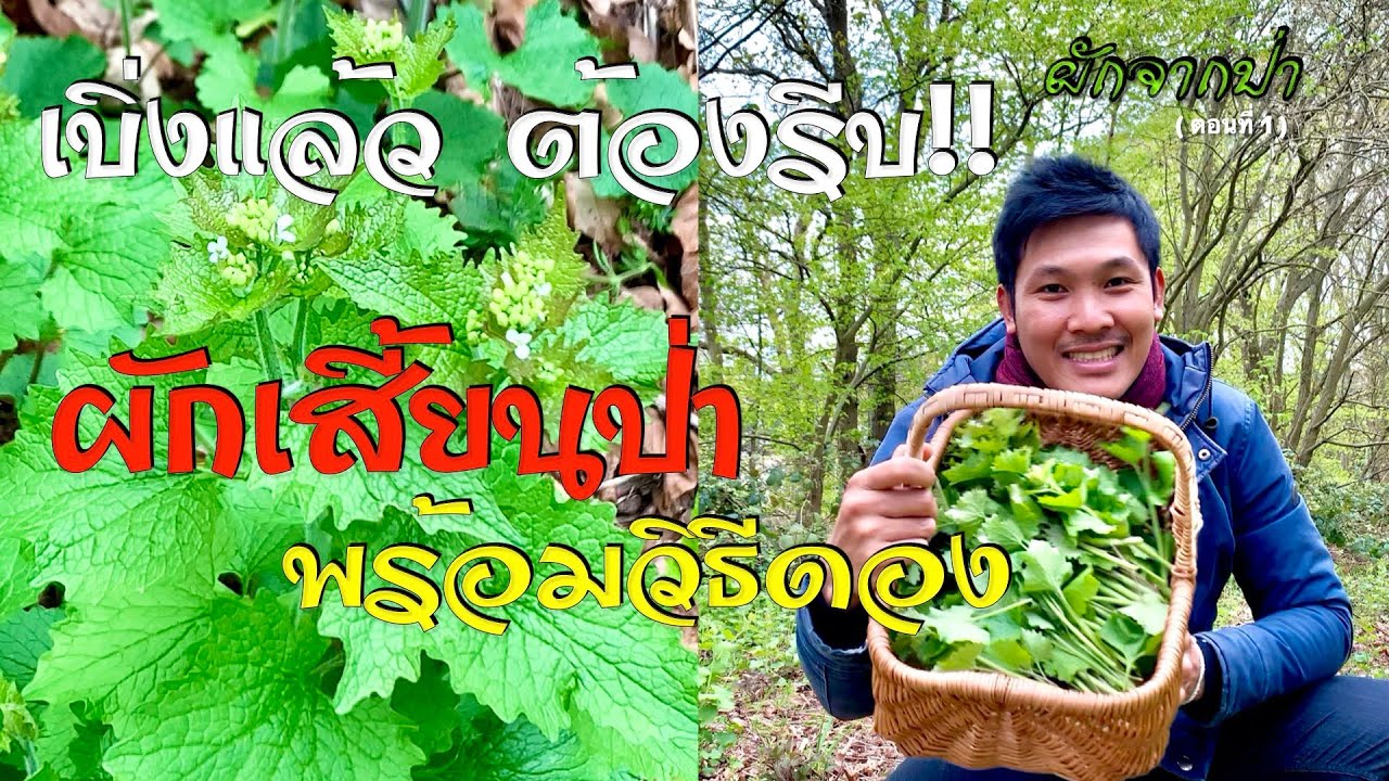 ดูแล้ว ต้องรีบไปเก็บ!! ผักเสี้ยนป่า เยอะเต็มป่า พร้อมวิธีดองอย่างละเอียด | ผักจากป่า EP1