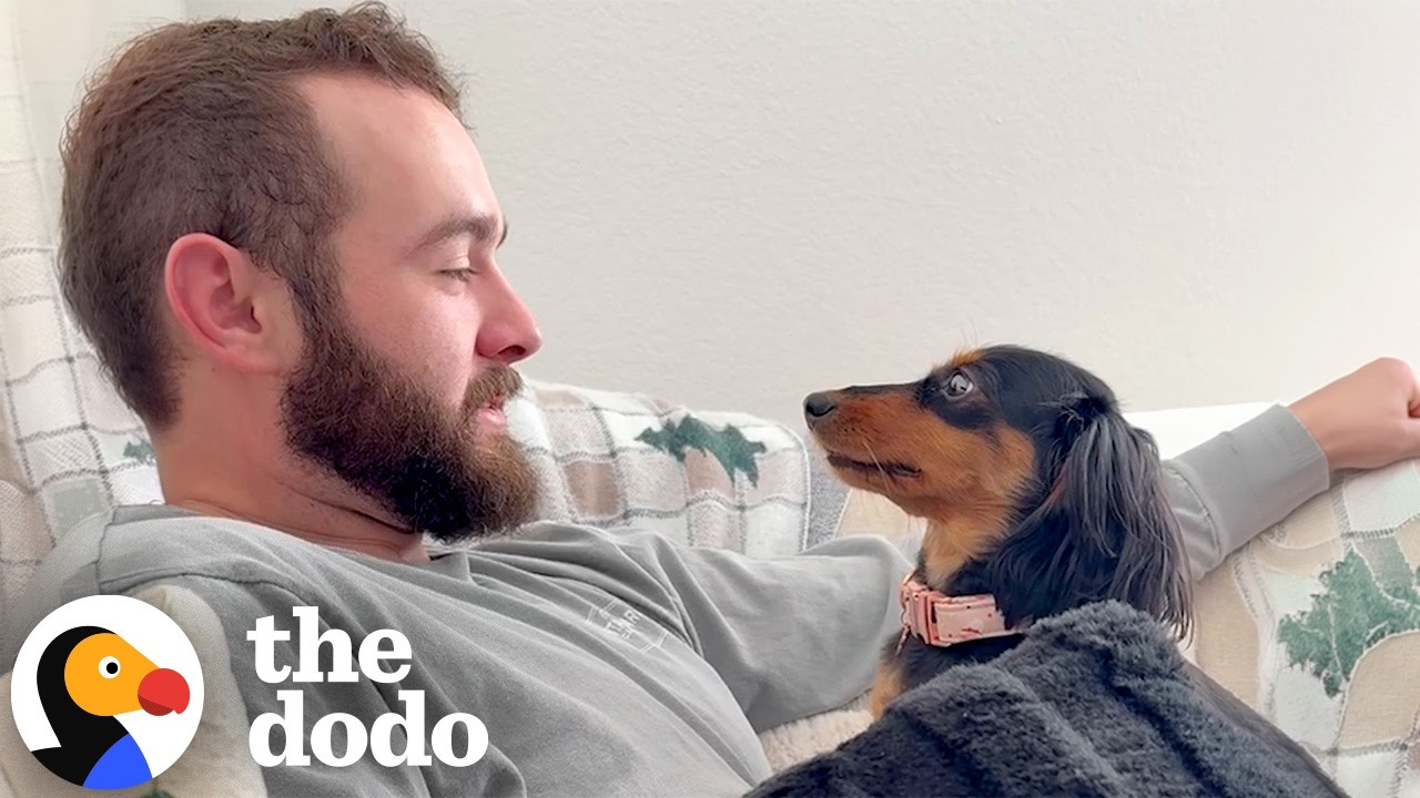 Very Awkward Dachshund Has All Eyes On Dad  | The Dodo