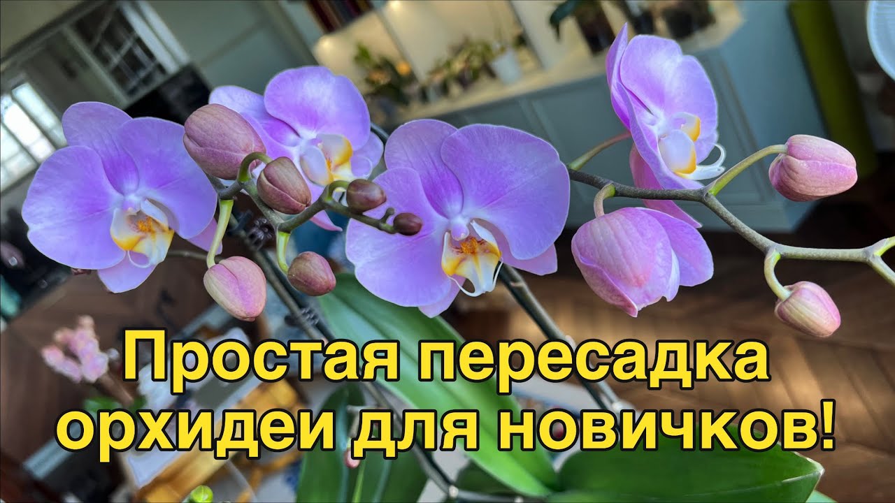 Идеальная простая пересадка и укрываем корни детки мхом! 🌸💕🔥