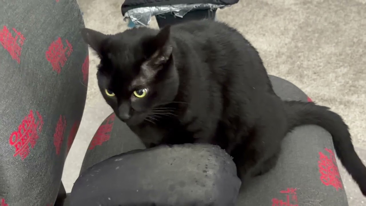 Cute Precious Piper Gracefully Gets on the Office Chair - My Adopted Shelter Cat Vlog