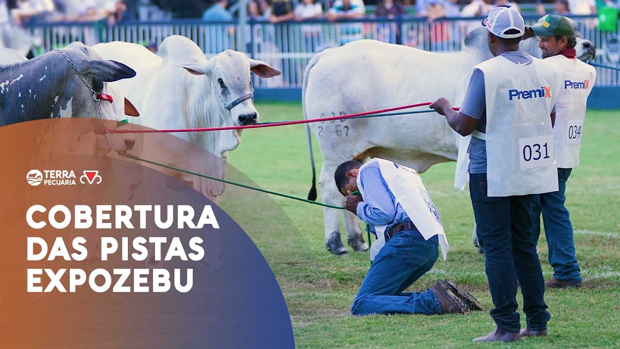 TERRA PECUÁRIA - COBERTURA DAS PISTAS 88ª EXPOZEBU 2023