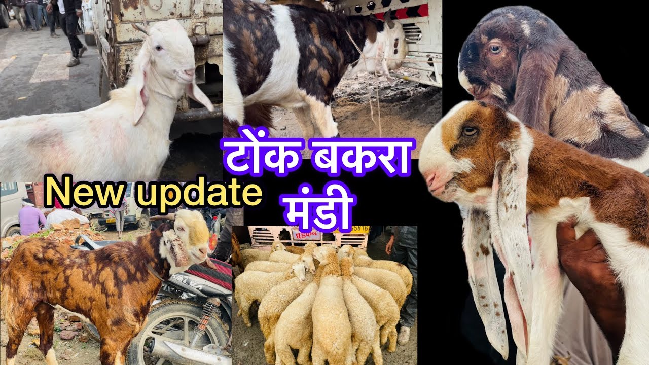 Rajasthan tonk bakra mandi new video #tonkbakra #rajasthanbakramandi #tonkgoatmarket #goatmarket 