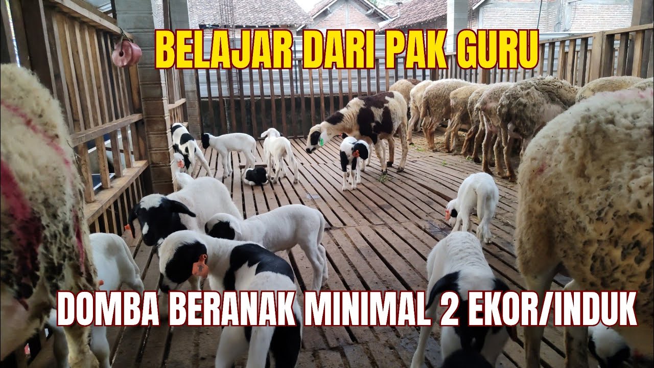 DOMBA BISA BERANAK 2 ATAU LEBIH dengan CARA INI