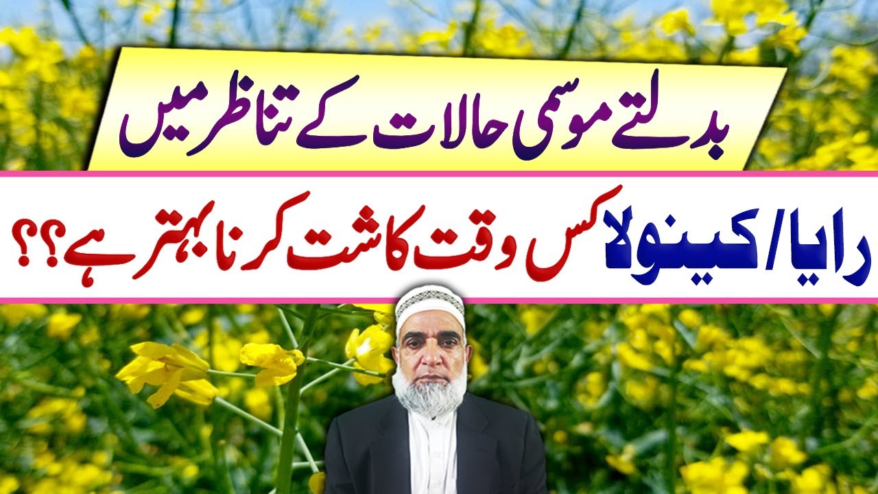 When to cultivate Canola / Raya in 2024 || Crop Reformer